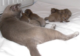 Lola mit 18 Tage alten Kitten